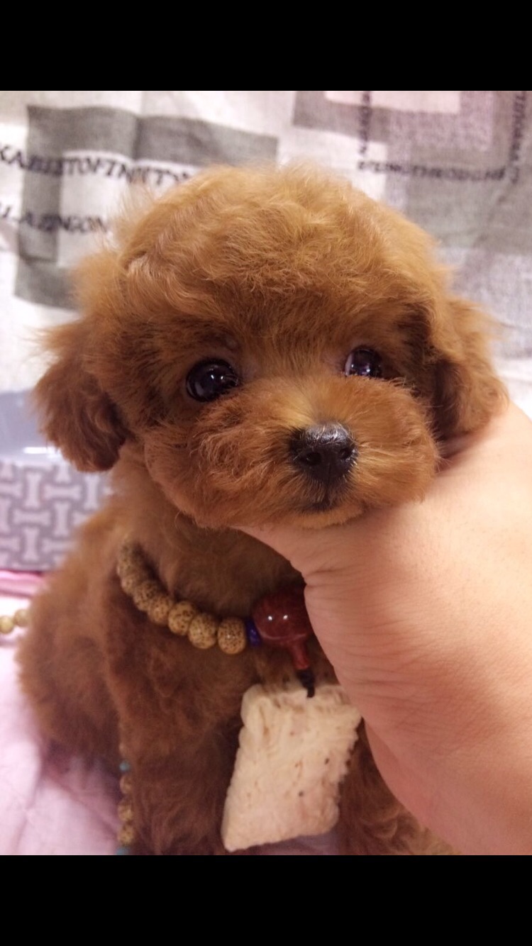 幼犬贵宾犬在香港发售