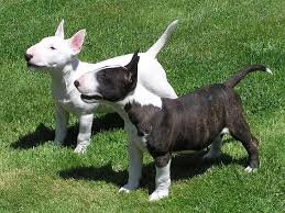 Beautiful Bull terrier puppies 