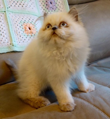 Registered, Colourpoint Persian Kitten