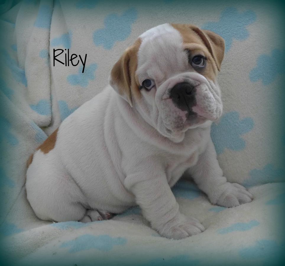 English Bulldog Puppy~Exceptional Quality & Health~Lilac Sired, Carries Blue & Chocolate~Ready to Join His Forever Famil