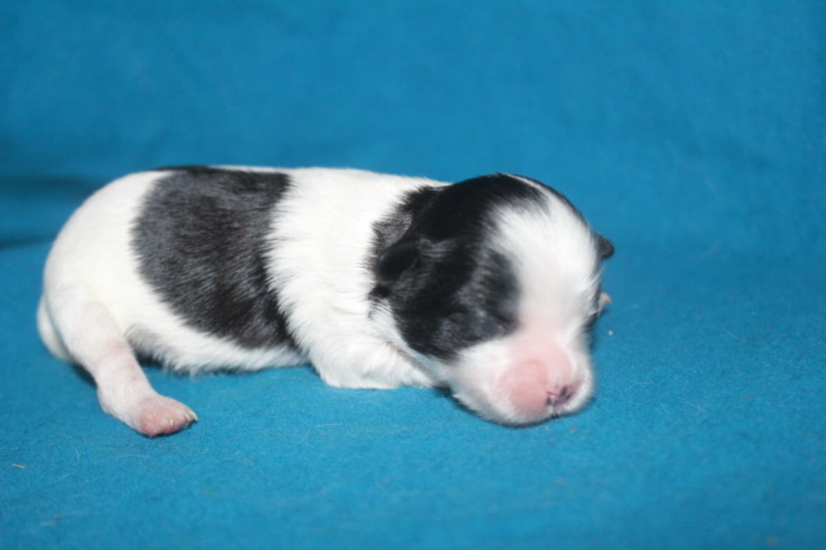 Guinness Smallest Male In His Litter 