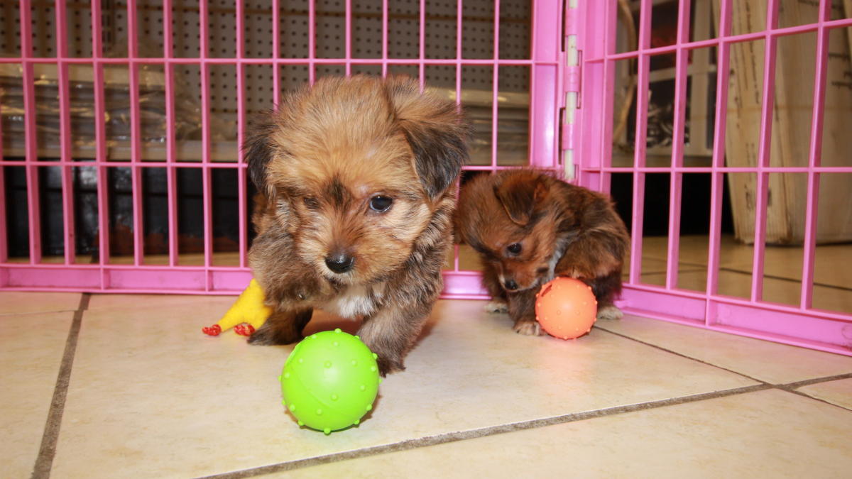 havashire puppies sell dogs central and western sell puppies central and western buy and sell puppies havashire puppies sell dogs central and western sell puppies central and western buy and sell puppies