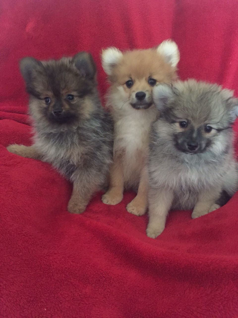 Beautiful Pomeranian Puppies for sale
