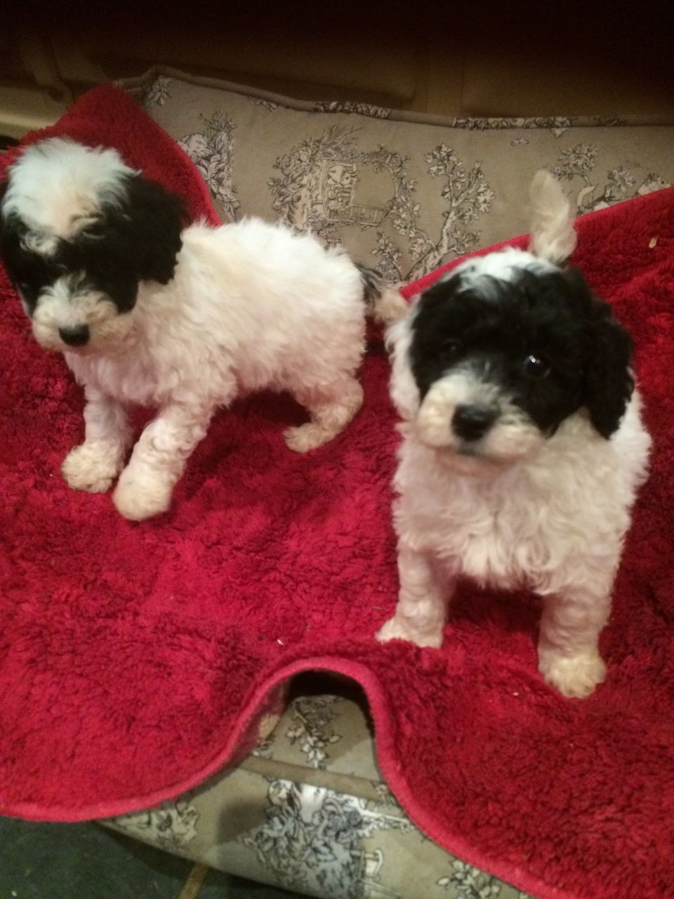 Pra Clear Miniature Parti Poodle Brothers