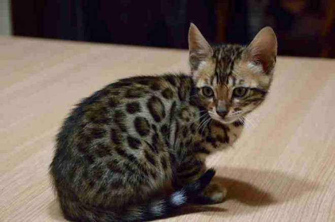  Bengal kittens are now available