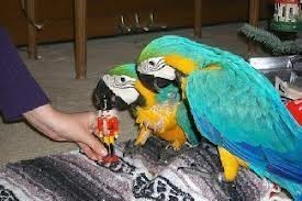 Beautiful Blue and Gold Macaws Parrots