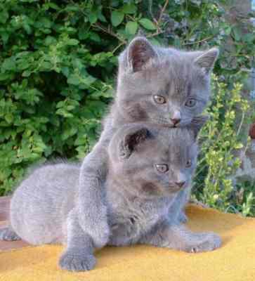 Purebred Chartreux kittens
