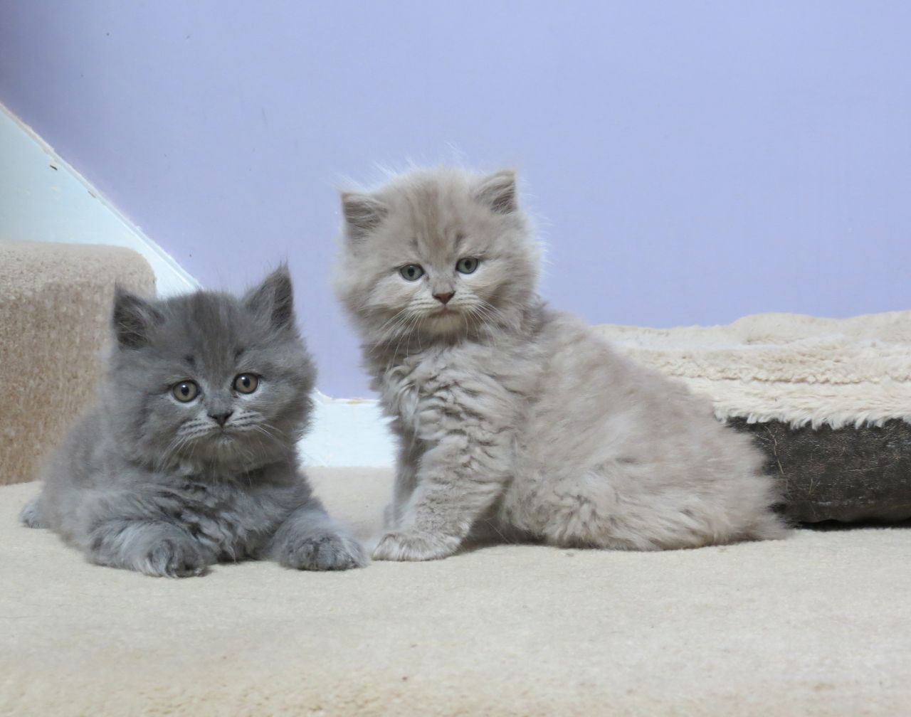 Pure Scottish Fold Blue kittens