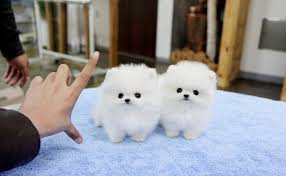 Pomeranian Pups