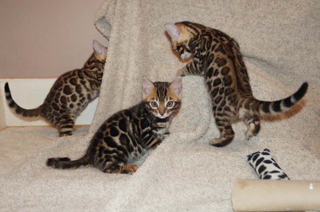 Home Trained and Vaccinated Bengal Kitten