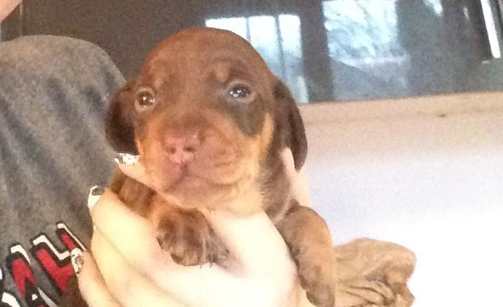 Gorgeous Dachshunds Puppies For Sale!