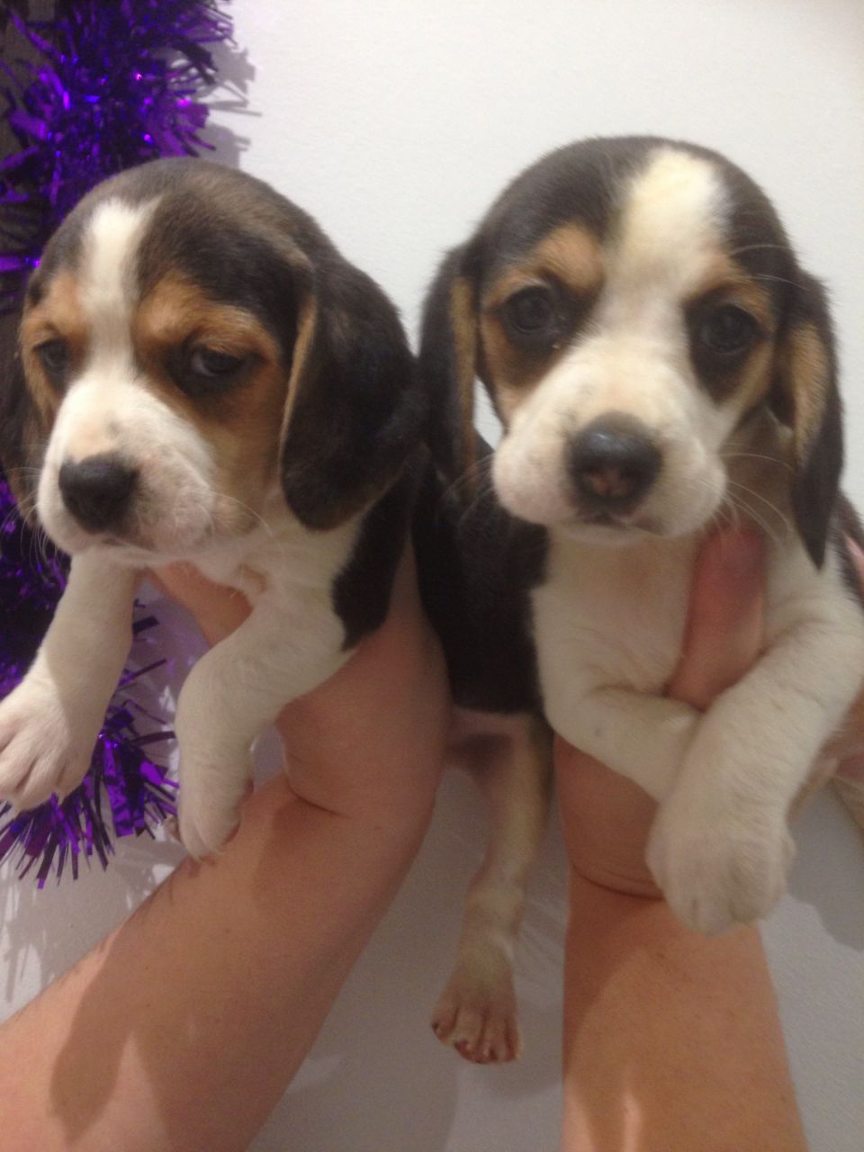 Cute Beagle Puppies For Sale This X Mass