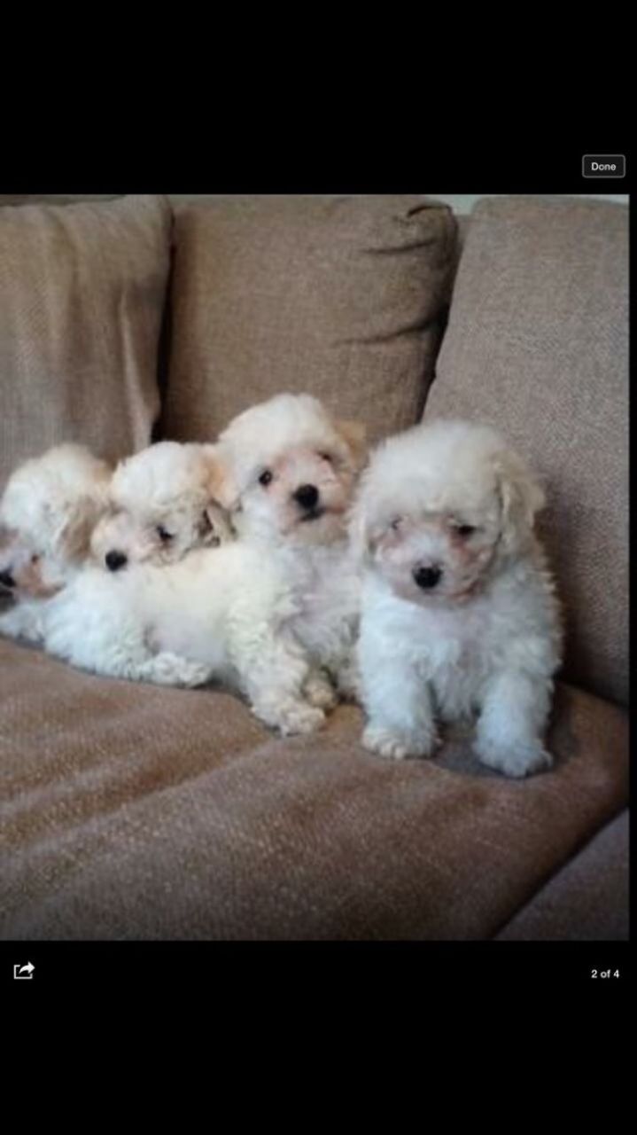 Cute and Excellent Bichon Frise Puppies For Sale This X Mass