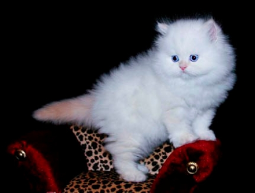 Full Pedigree Chinchilla Persian Kittens