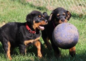 We have 3 beautiful Rottweiler puppies left for sale