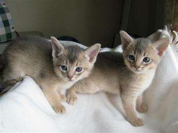 Arabian Mau  Kittens Available