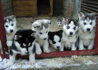 free to good home Sakhalin husky puppies