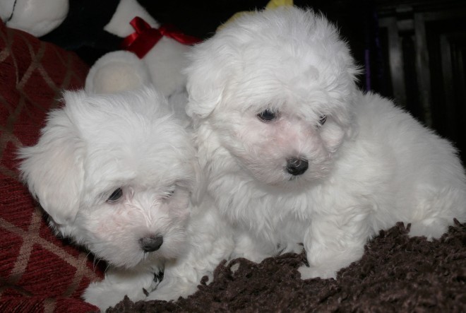 Maltese Terriers Now Ready
