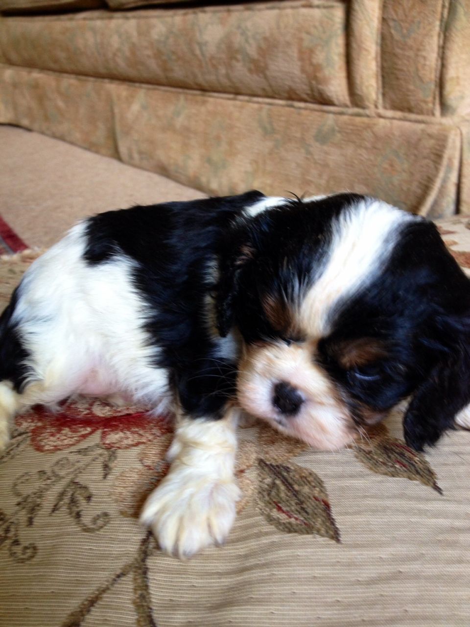 Beauiful Cavalier Puppies For Sale