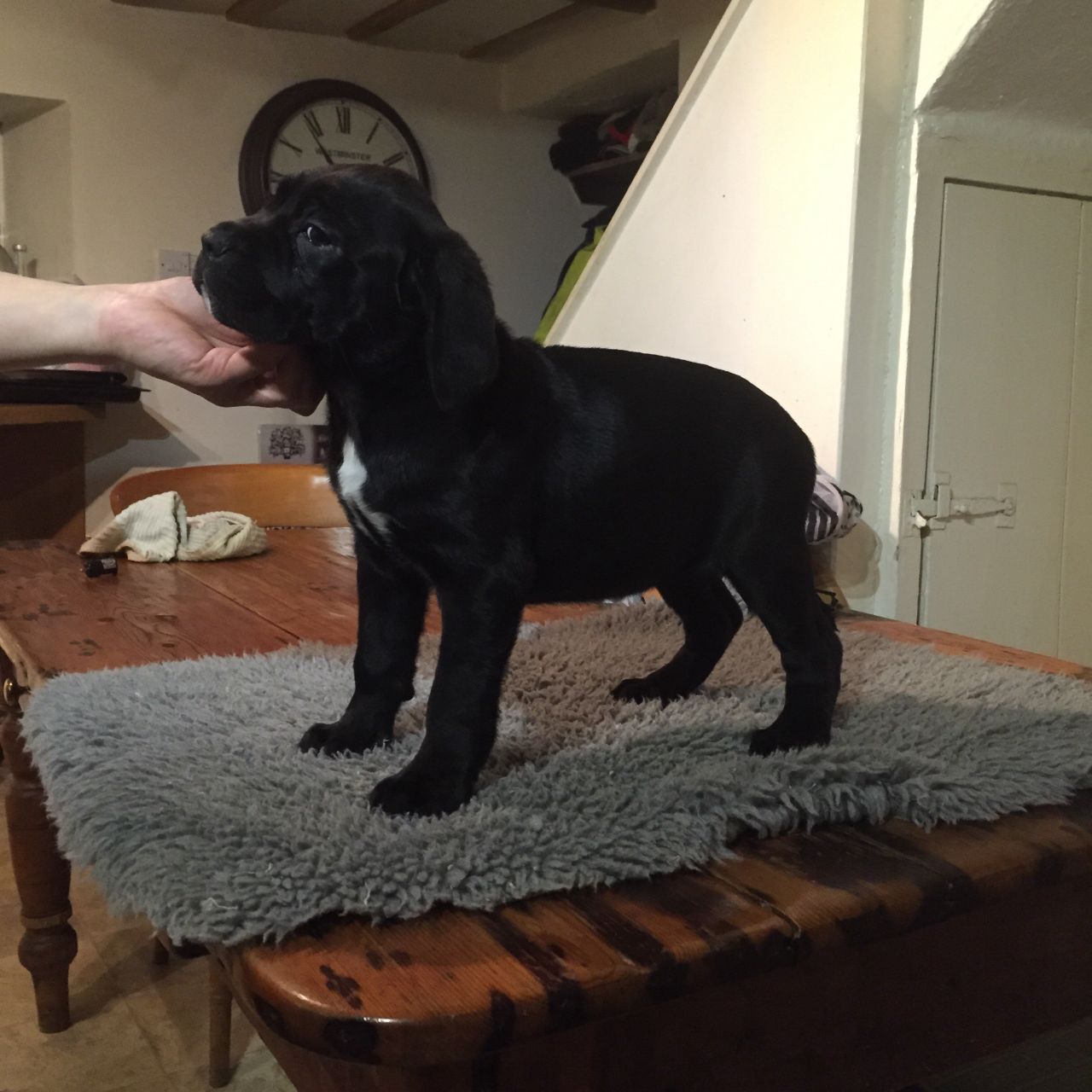 Chunky , Outgoing Top Quality Corso Puppies   