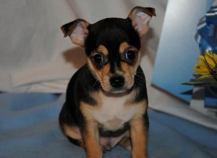 Cute male and female Chihuahua puppies.