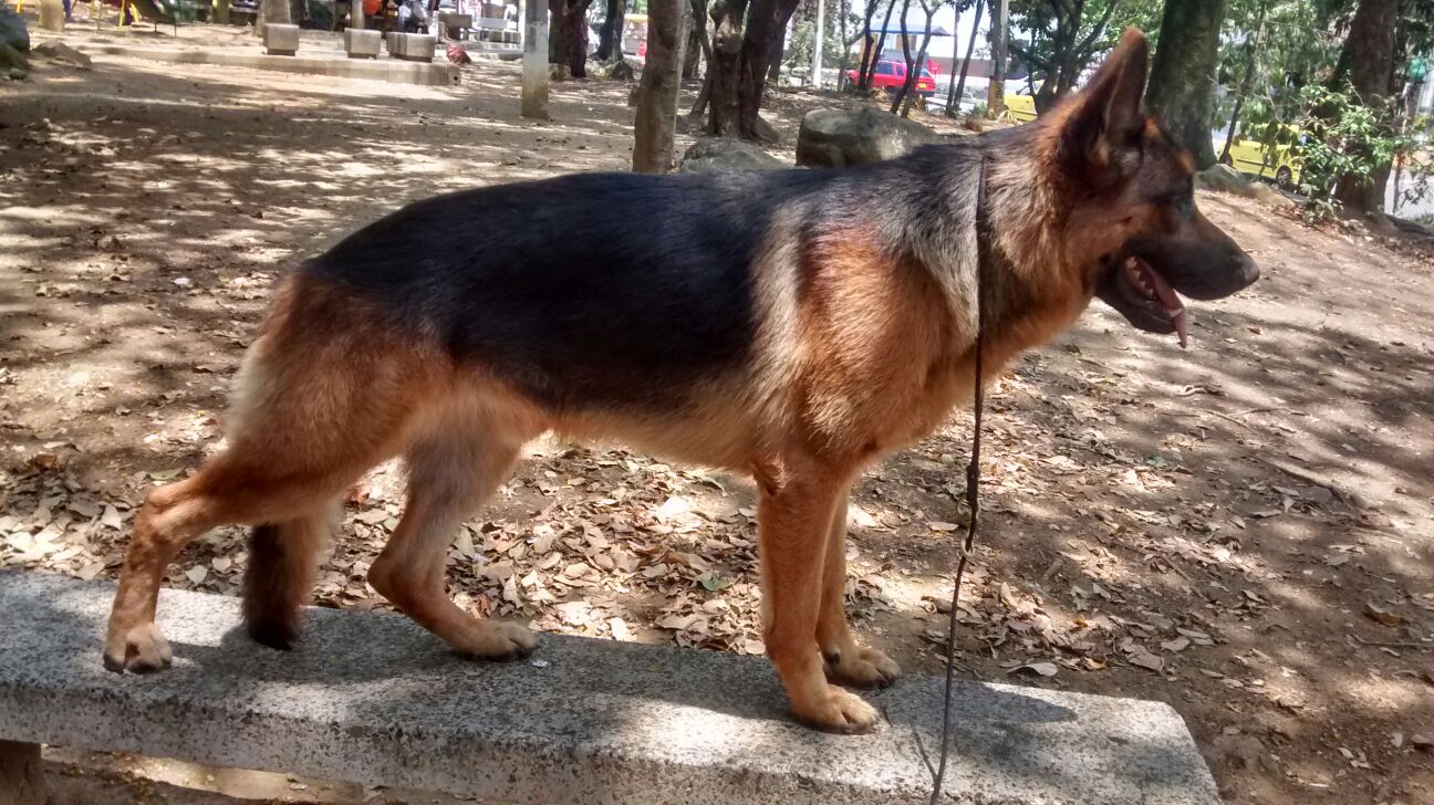 Sale Puppies German Shepherd Hong kong 幼犬出售德国牧羊犬香港