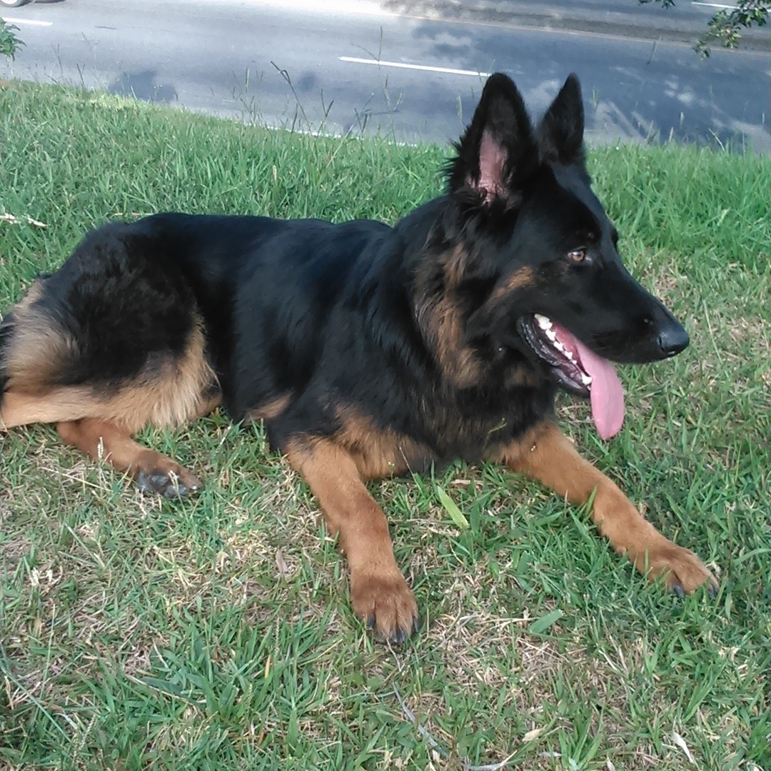 German Shepherd Dog for sale 德国牧羊犬出售