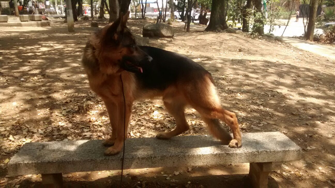 German Shepherd Dogs 德国牧羊犬