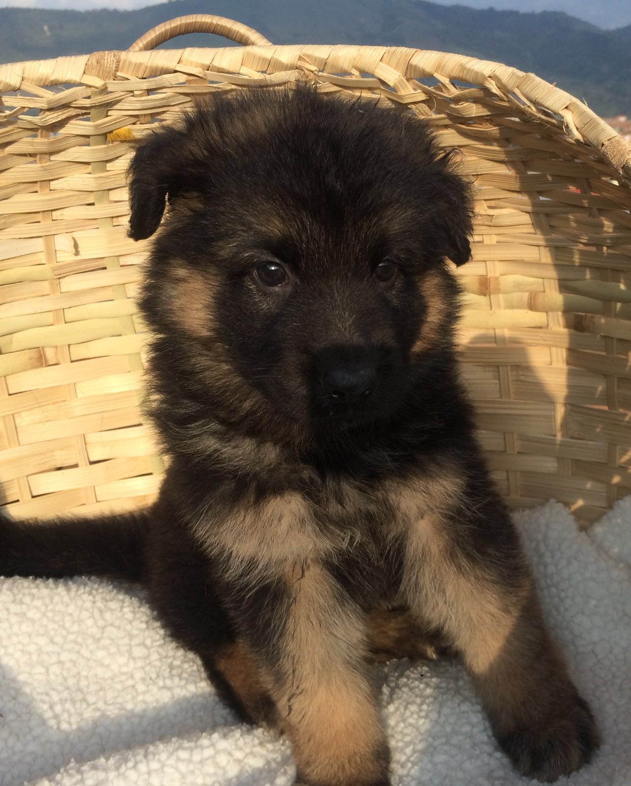 German Shepherd puppies hong kong 德国牧羊犬幼犬香港
