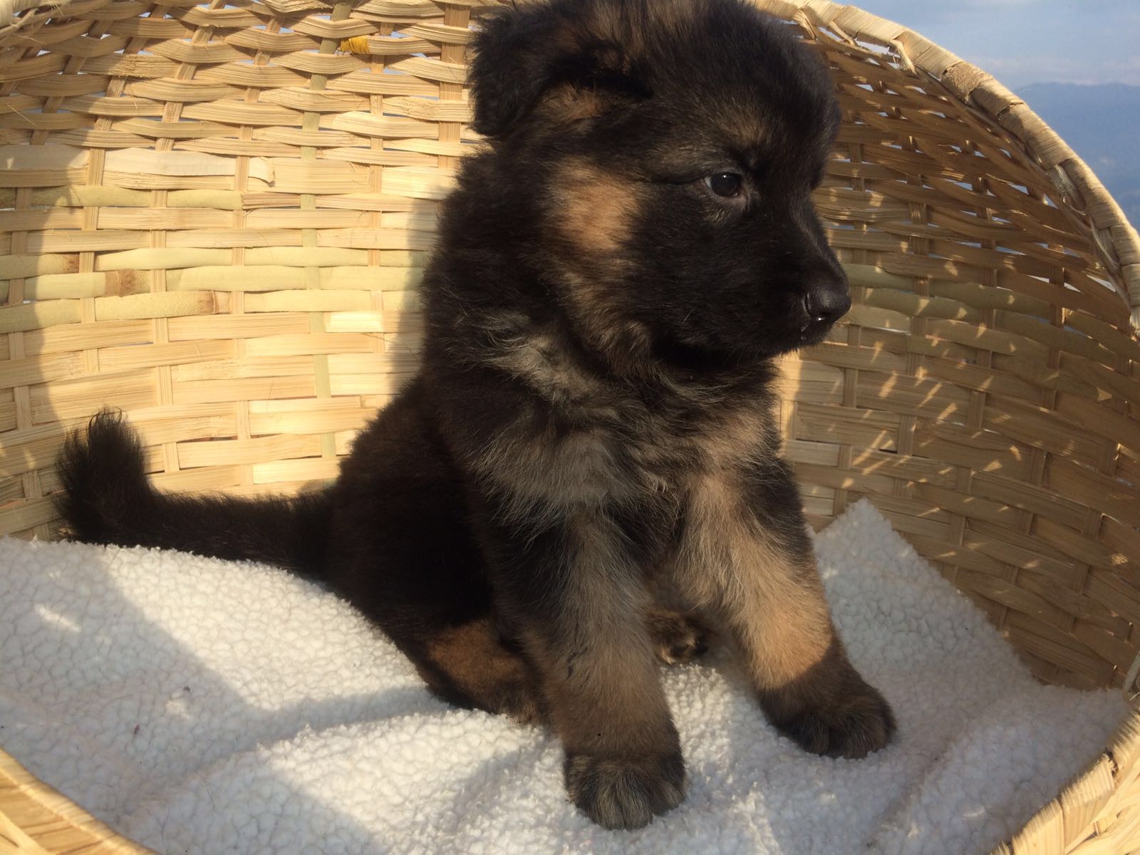 German Shepherd sale 德国牧羊犬出售