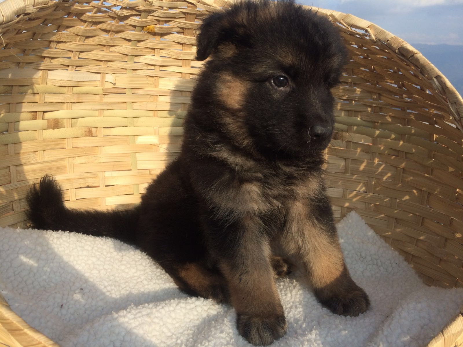 German Shepherd Puppies 德国牧羊犬幼犬