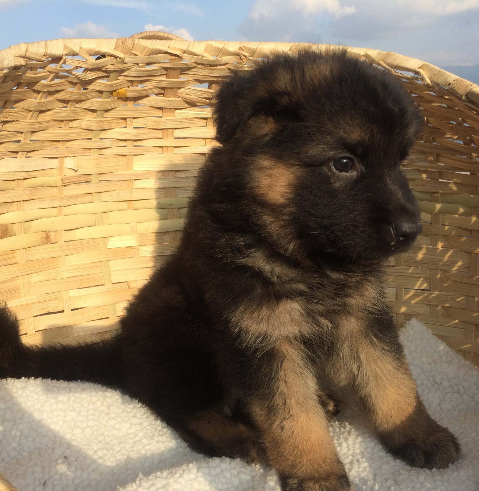 German Shepherd Pup Hong Kong 美丽的德国牧羊犬幼犬