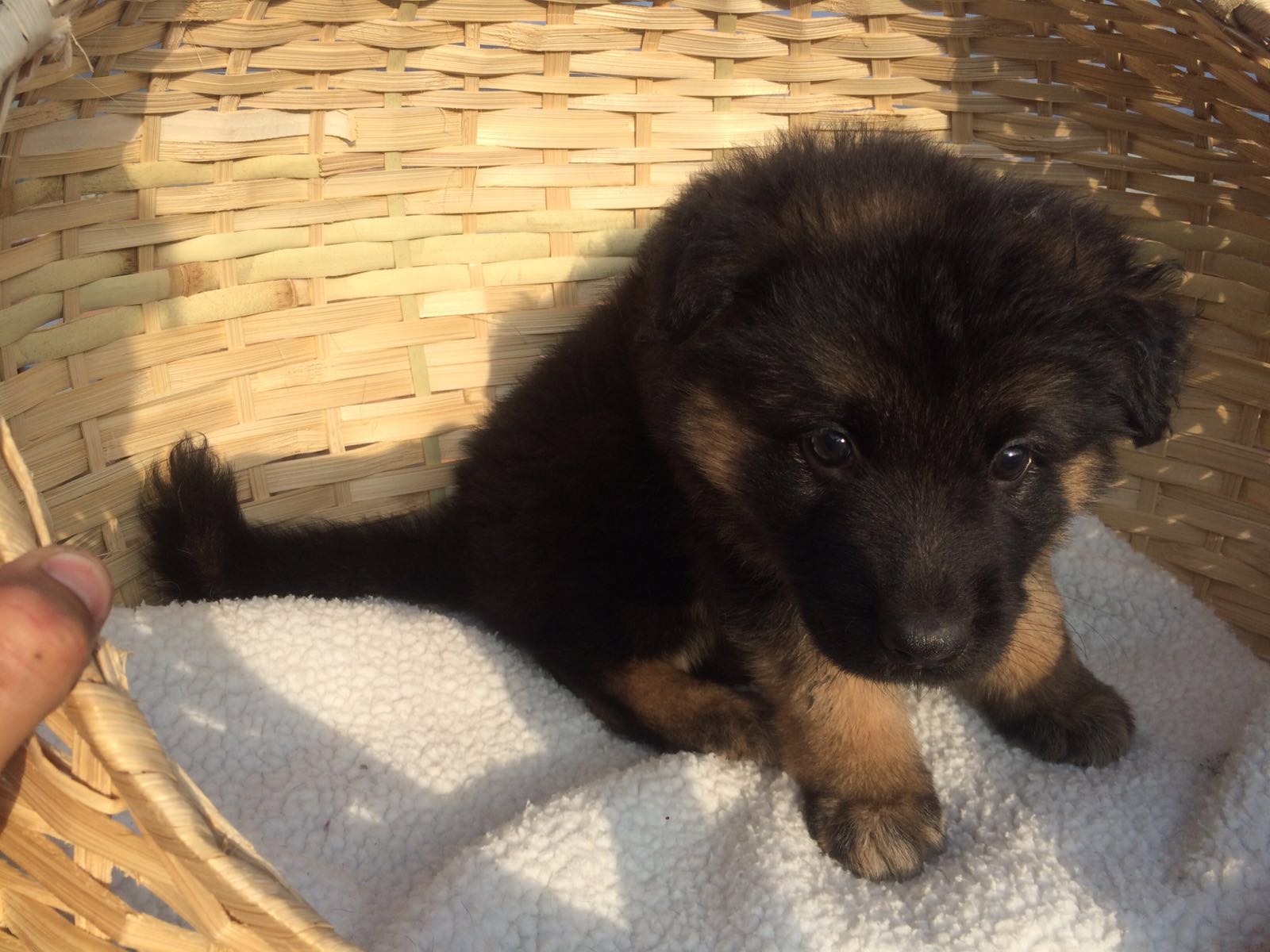 Beautiful German Shepherd Puppies 美丽的德国牧羊犬小狗