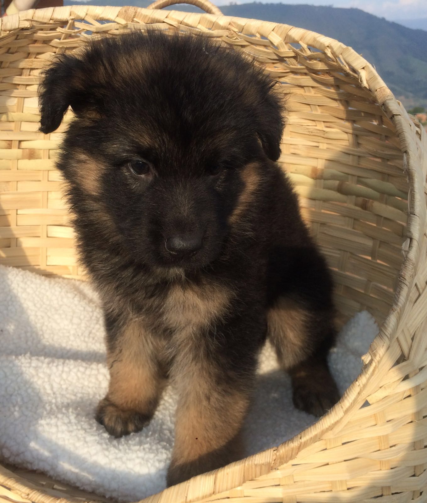 German Shepherd pups for sale 德国牧羊犬幼犬出售