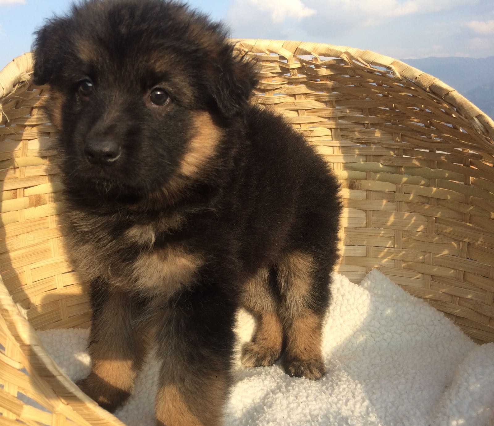 Male and Femele German Shepherd 男性和女性的德国牧羊犬