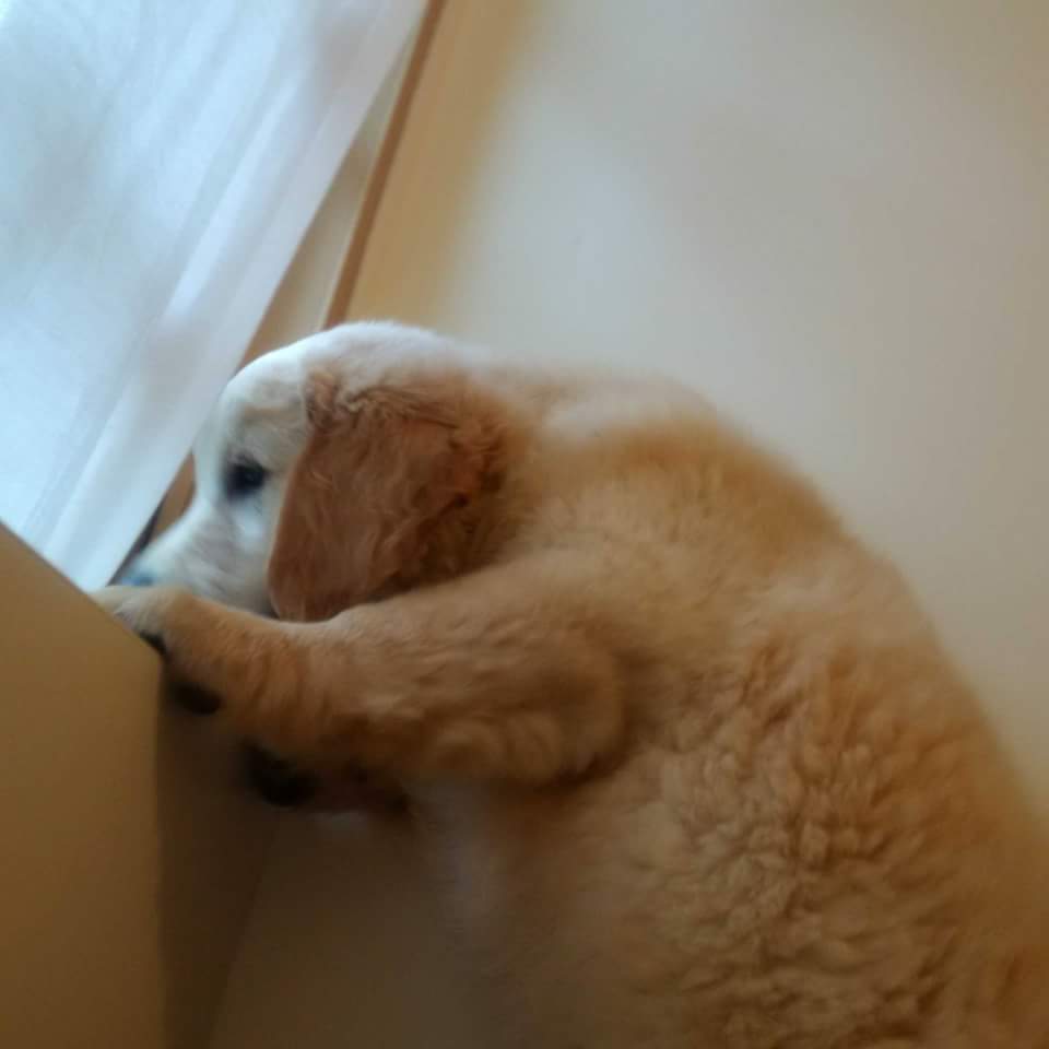 金毛狗