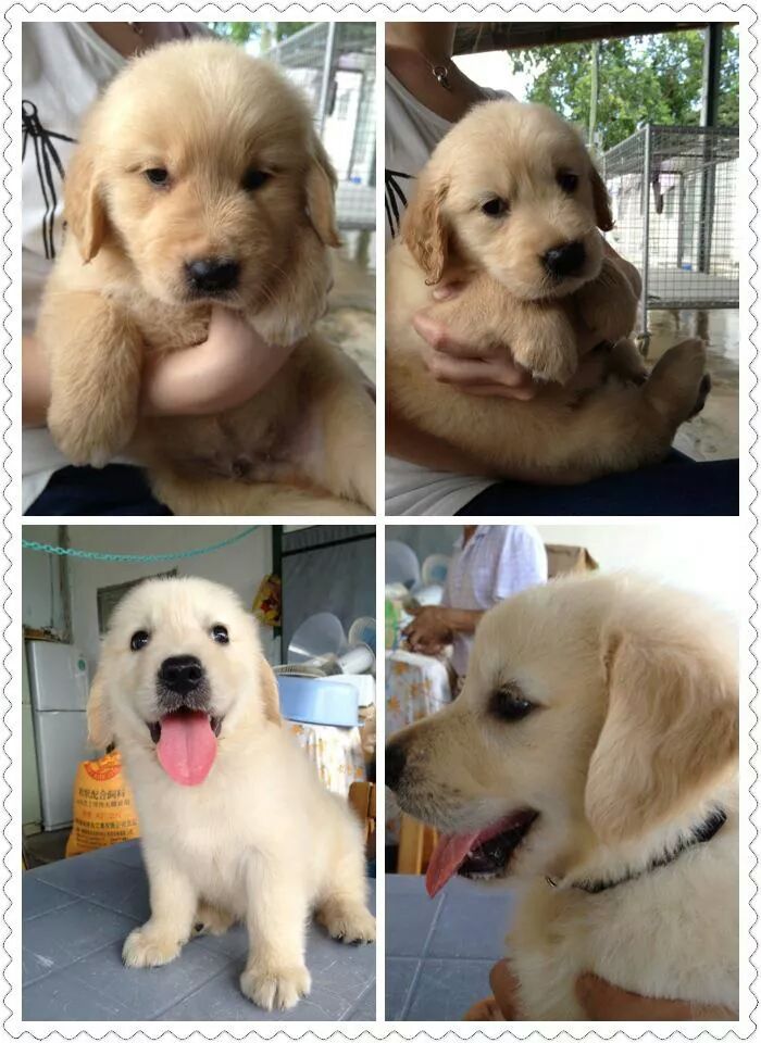 金毛寻回犬幼犬香港
