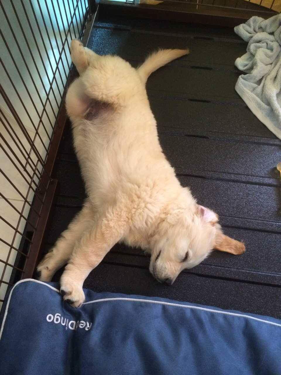 美丽的金毛小狗