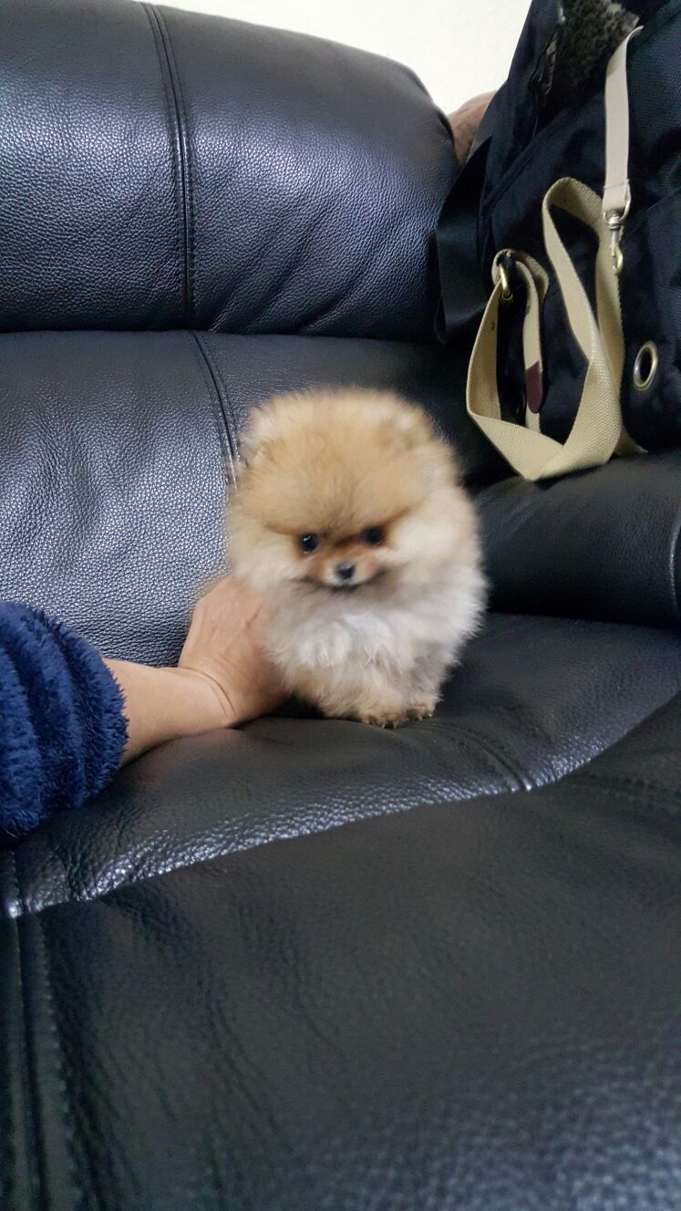 博美犬幼犬在香港发售