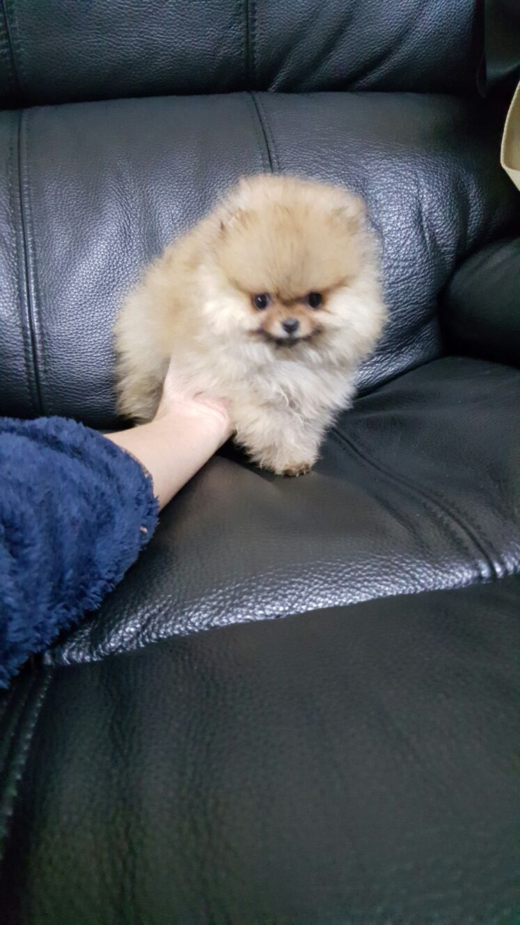 博美犬出售