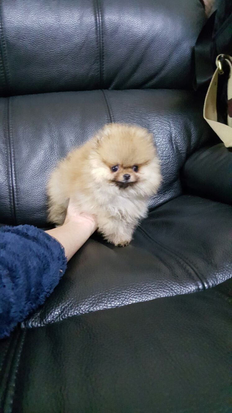 波美拉尼亚小狗