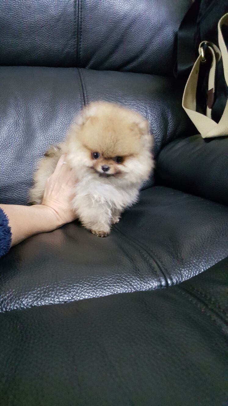 波美拉尼亚小狗香港