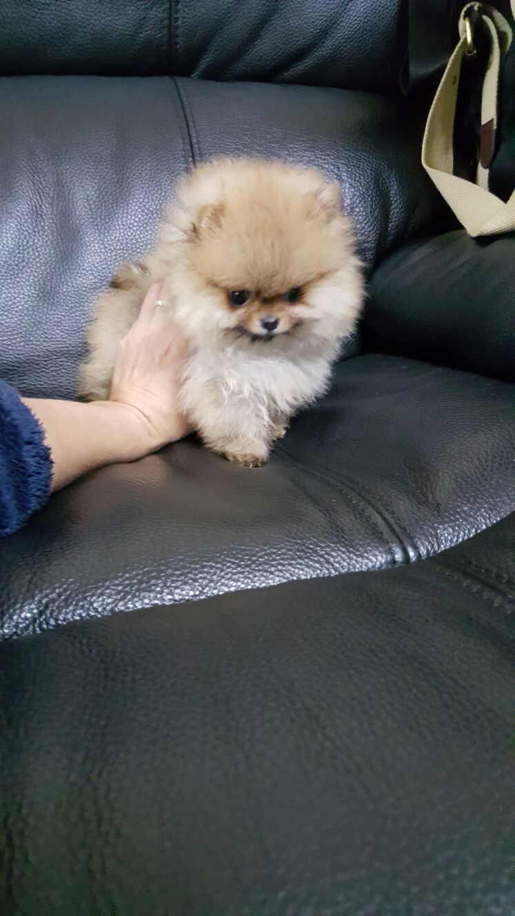 出售博美犬幼犬