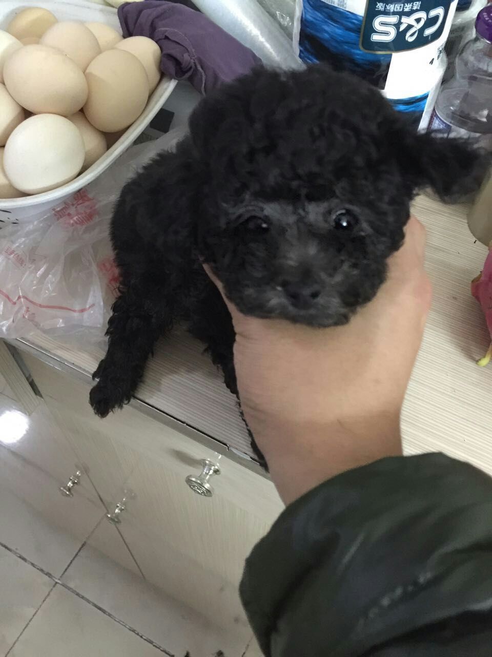贵宾犬出售