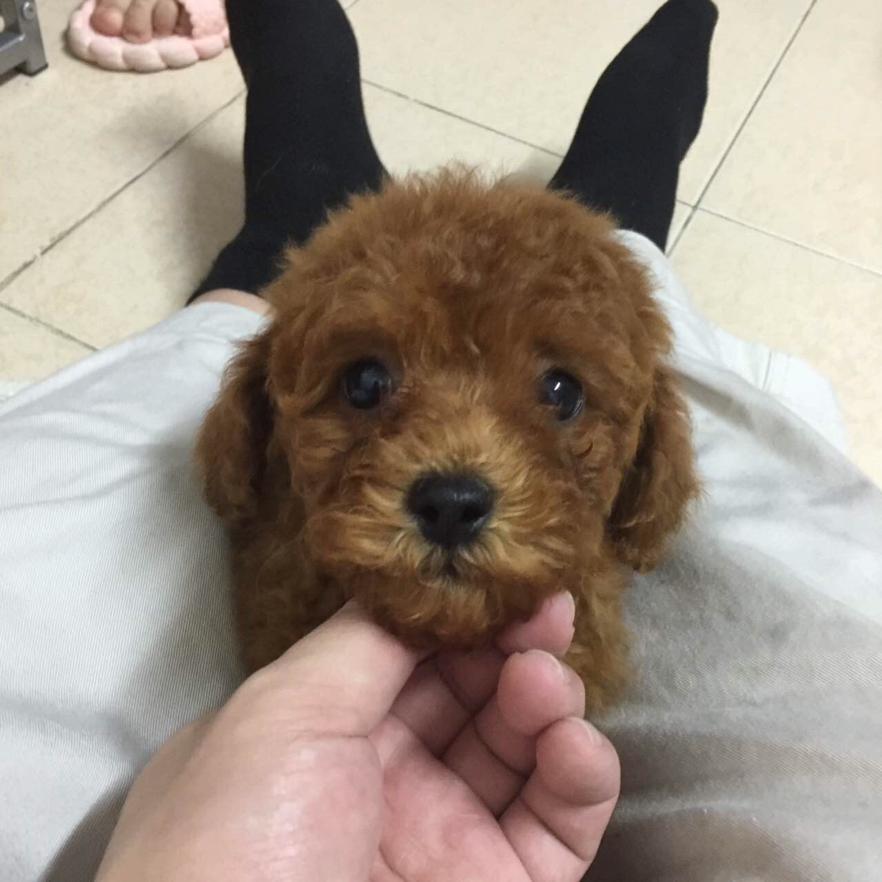 贵宾犬幼犬香港