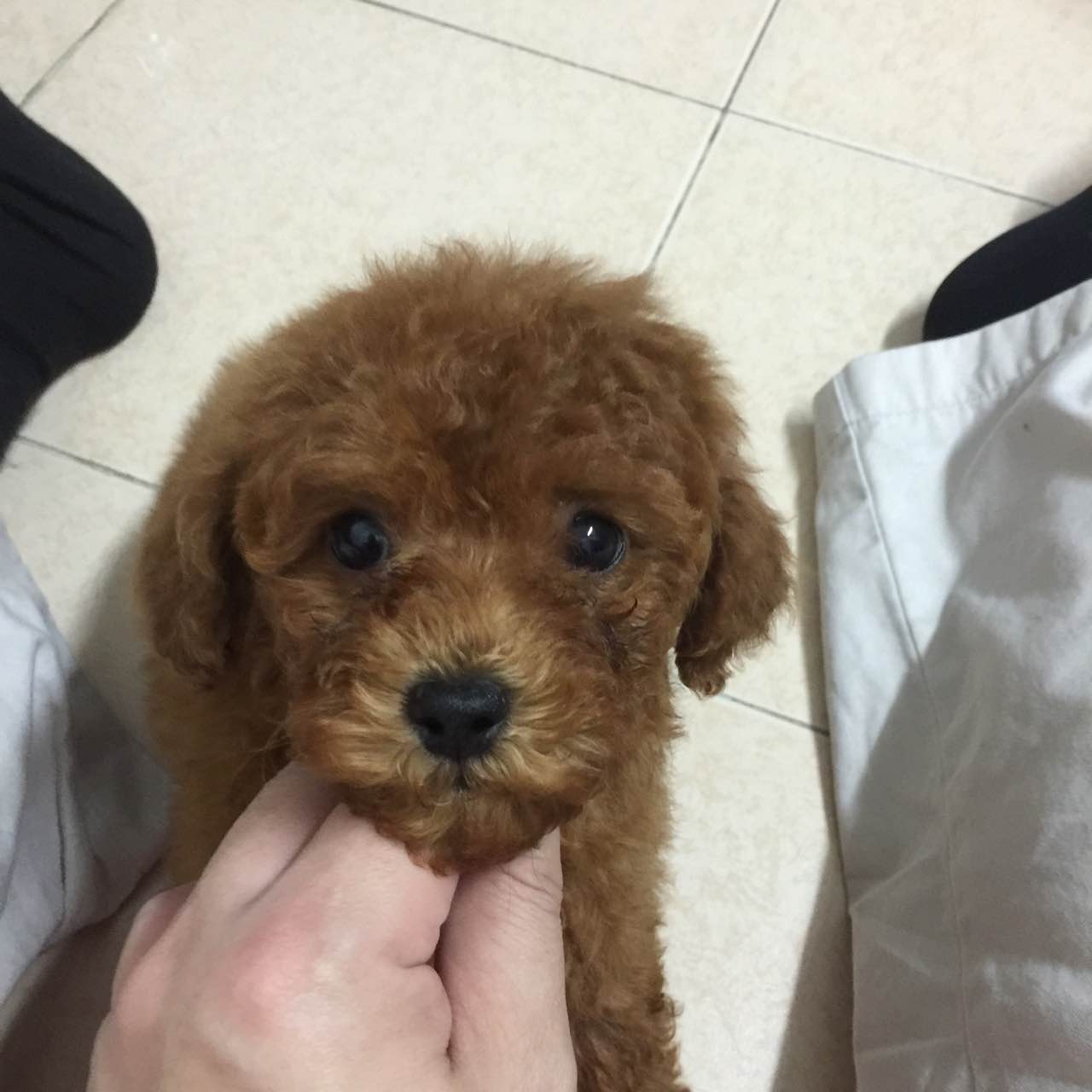 贵宾犬小狗香港