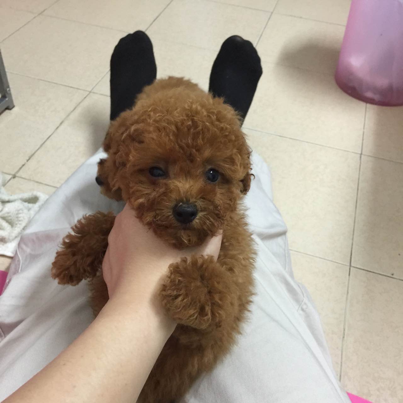 美丽的贵宾狗