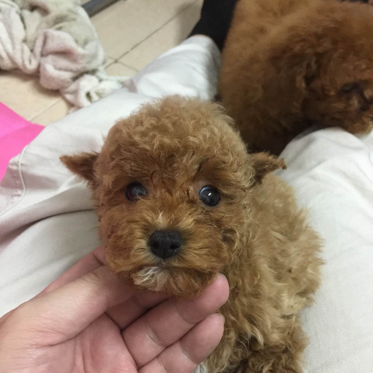 出售贵宾犬幼崽