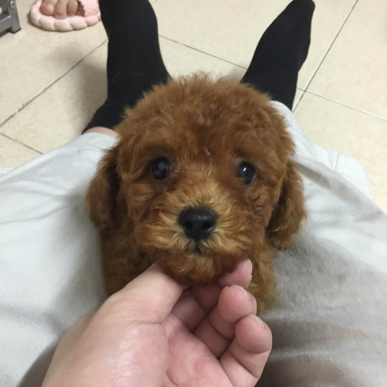出售贵宾犬幼犬香港
