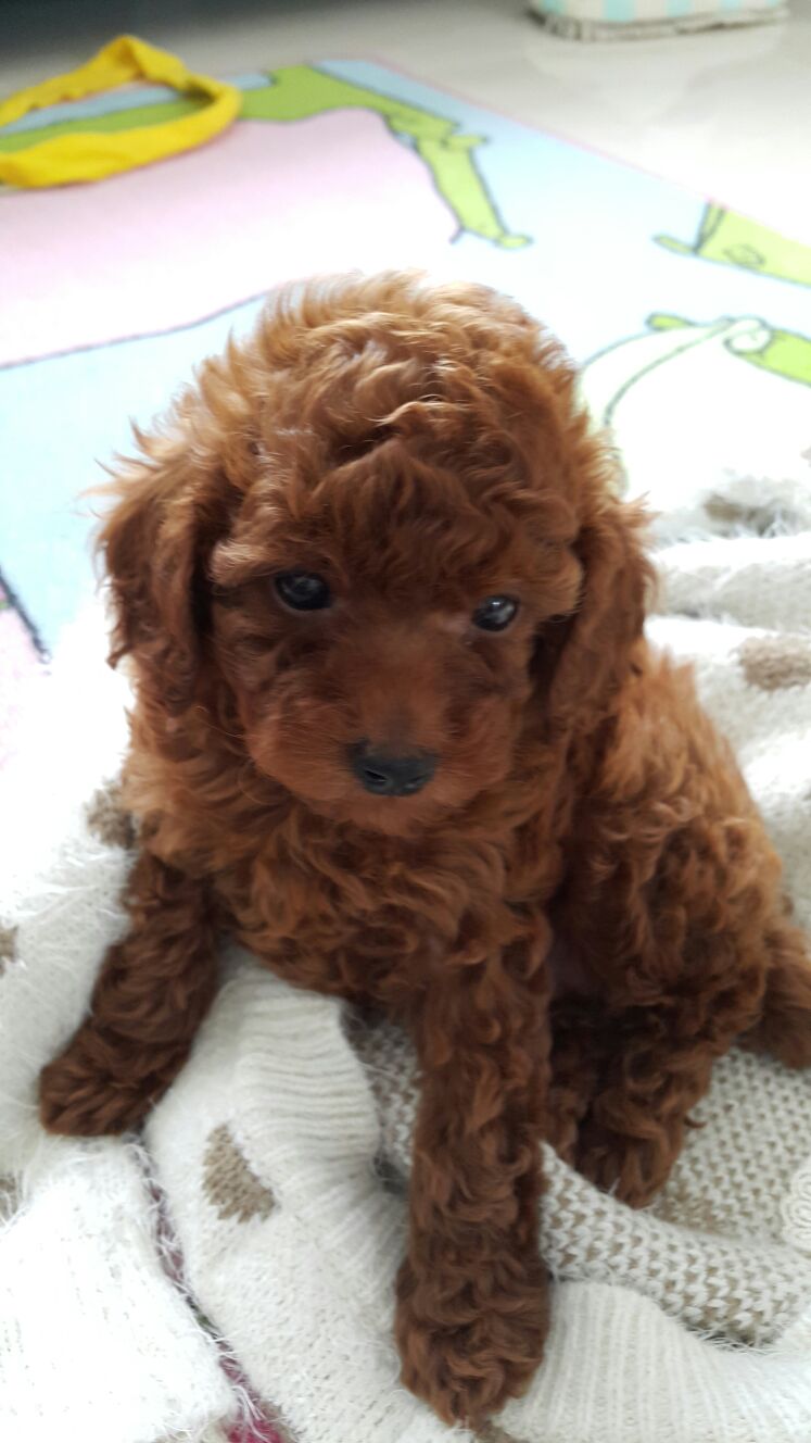 贵宾犬出售